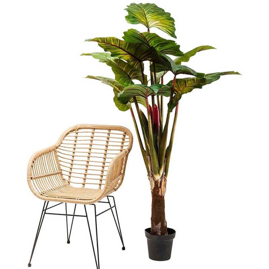 Muebles De Jard N Kare Design | Planta Decorativa Tropical