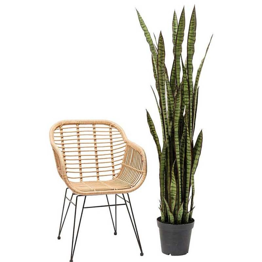 Decoraci N Kare Design Plantas Decorativas | Planta Decorativa Sansevieria