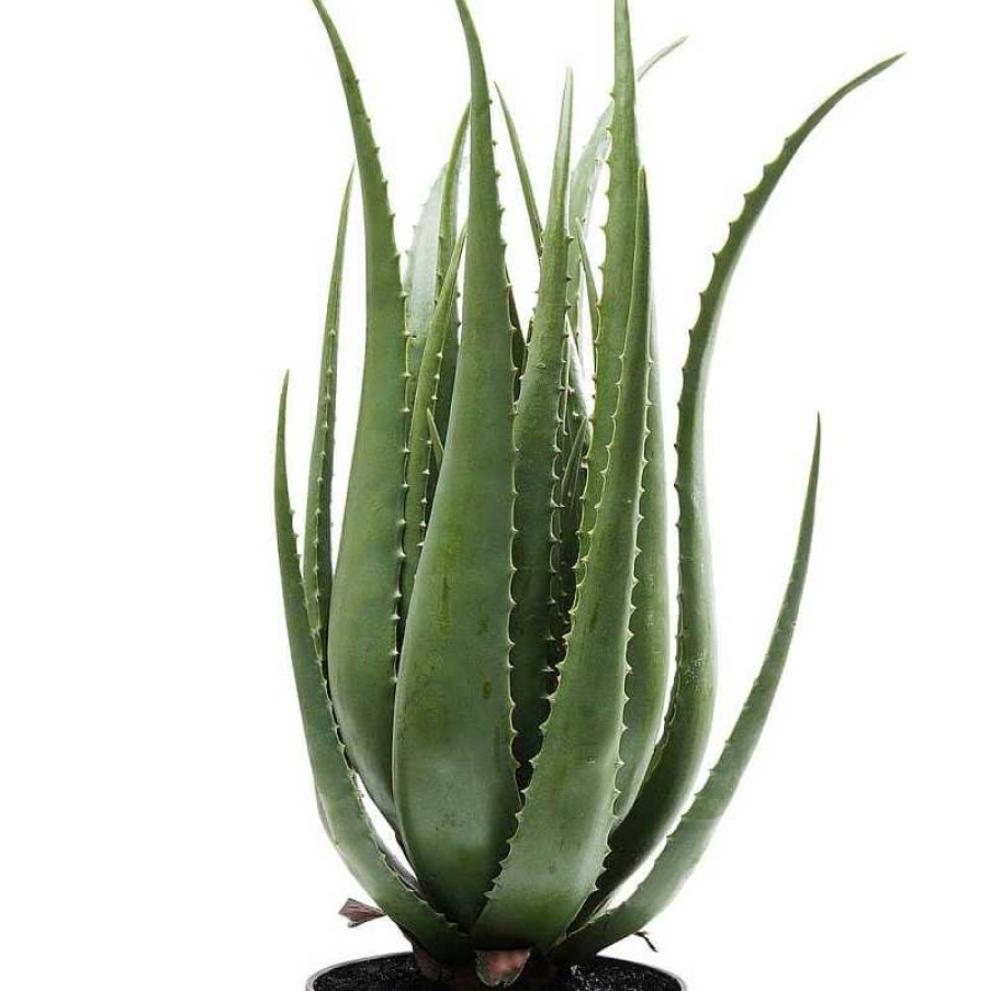 Decoraci N Kare Design Plantas Decorativas | Planta Decorativa Aloe