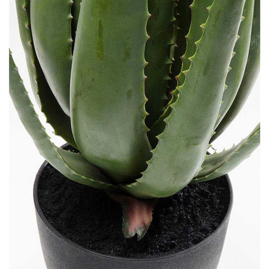 Decoraci N Kare Design Plantas Decorativas | Planta Decorativa Aloe