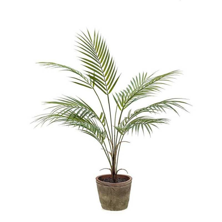 Decoraci N PlantDecor Plantas Decorativas | Palmera Chamaedorea