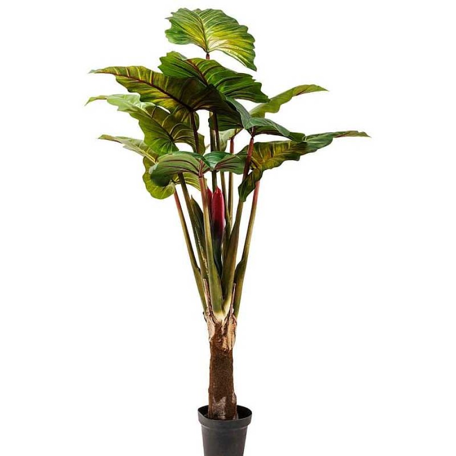 Decoraci N Kare Design Plantas Decorativas | Planta Decorativa Tropical