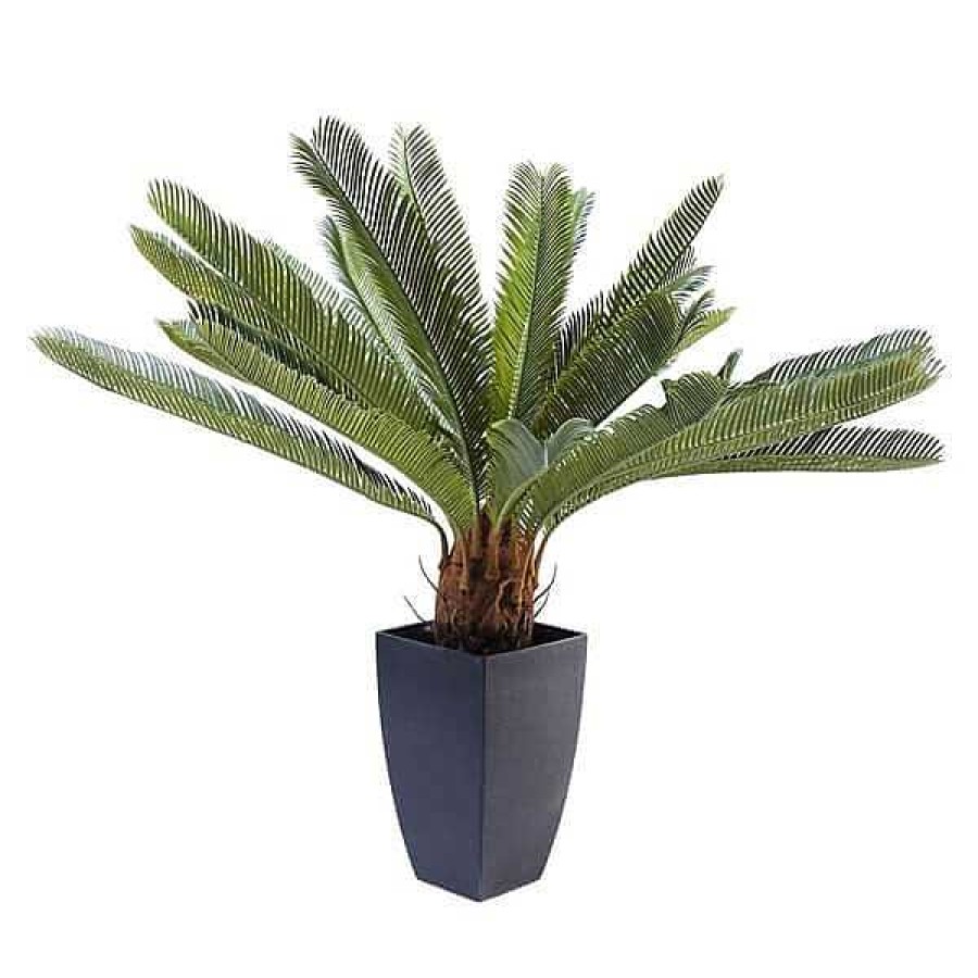 Muebles De Jard N Kare Design | Planta Decorativa Cycas